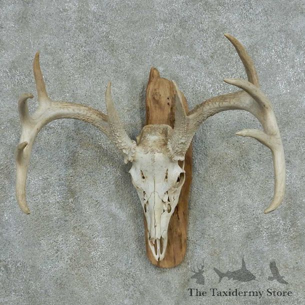 Whitetail Deer Skull Antlers European Mount #13574 For Sale @ The Taxidermy Store