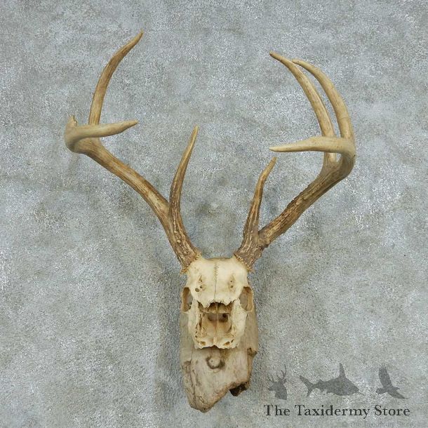 Whitetail Deer Skull Antlers European Mount #13575 For Sale @ The Taxidermy Store
