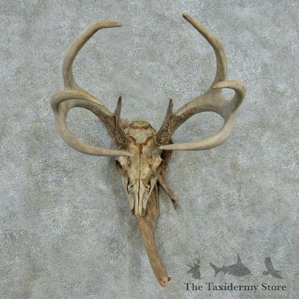Whitetail Deer Skull Antlers European Mount #13577 For Sale @ The Taxidermy Store