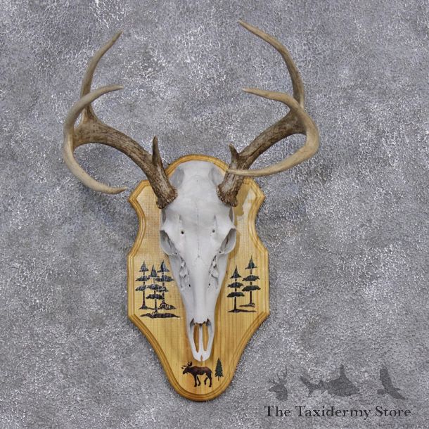 Whitetail Deer Taxidermy Skull Antler Plaque Mount #10399 For Sale @ The Taxidermy Store