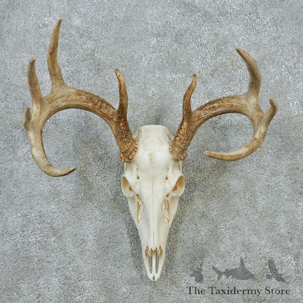 Whitetail Skull & Antlers Taxidermy European Mount #12875 For Sale @ The Taxidermy Store
