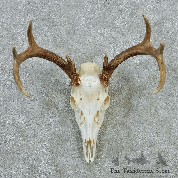 Whitetail Skull & Antlers Taxidermy European Mount #12876 For Sale @ The Taxidermy Store