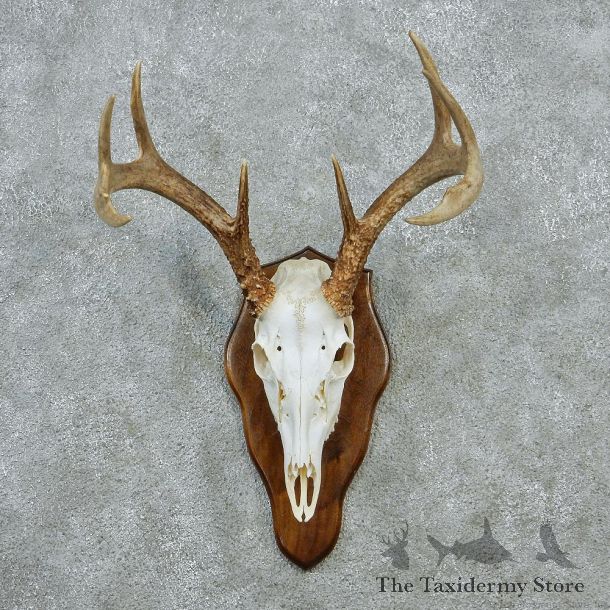 Whitetail Skull & Antlers Taxidermy European Mount #12877 For Sale @ The Taxidermy Store