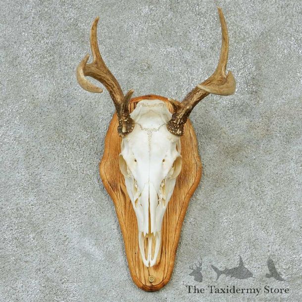 Whitetail Skull & Antlers Taxidermy Mount #13268 For Sale @ The Taxidermy Store