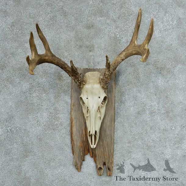 Whitetail Skull & Antlers European Mount #13318 For Sale @ The Taxidermy Store