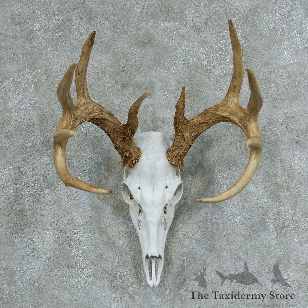 Whitetail Skull & Antlers European Mount #13321 For Sale @ The Taxidermy Store