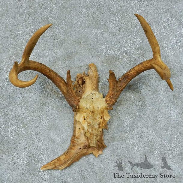 Whitetail Deer Antler Taxidermy Mount #13443 For Sale @ The Taxidermy Store