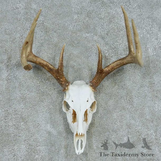 Whitetail Deer Skull & Antler European Mount #13480 For Sale @ The Taxidermy Store