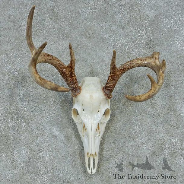 Whitetail Deer Skull & Antler European Mount #13483 For Sale @ The Taxidermy Store