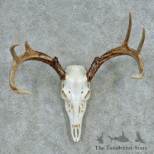 Whitetail Deer Skull & Antler European Mount #13488 For Sale @ The Taxidermy Store