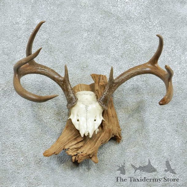 Whitetail Deer Skull Cap & Antlers Taxidermy Mount #13263 For Sale @ The Taxidermy Store