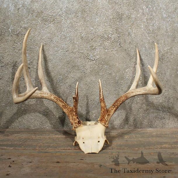 Whitetail Deer Antler Plaque #10988 - For Sale - The Taxidermy Store
