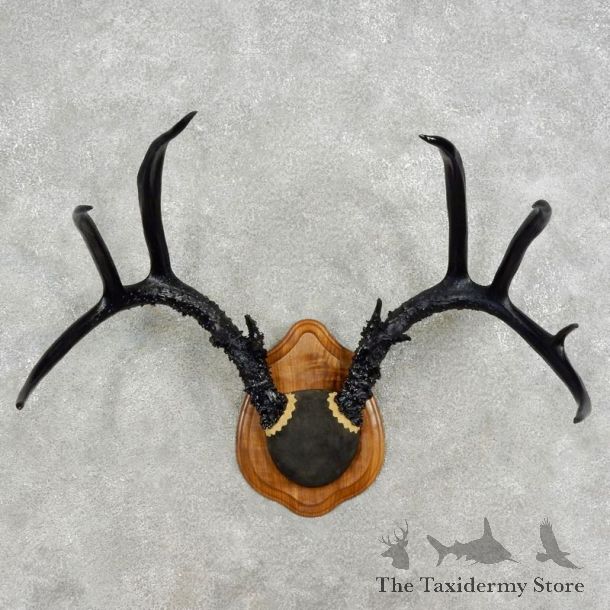Whitetail Deer Antler Mount For Sale #17087 @ The Taxidermy Store