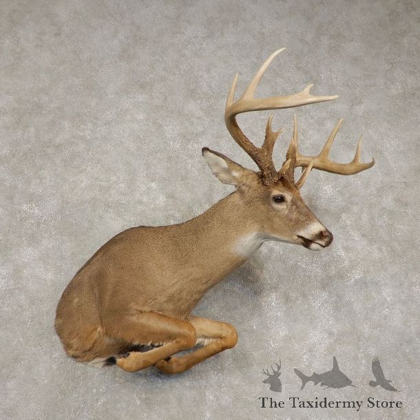 Whitetail Deer 1/2 Life-Size Mount For Sale #21592 @ The Taxidermy Store
