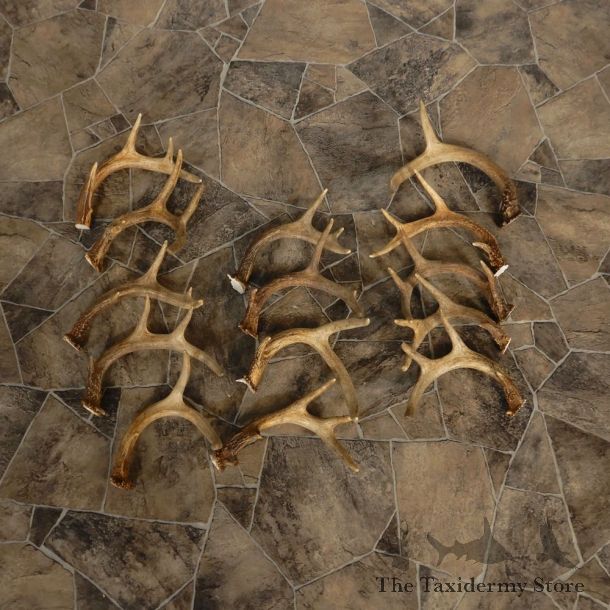 Whitetail Deer Antler Craft Pack For Sale #21327 @ The Taxidermy Store