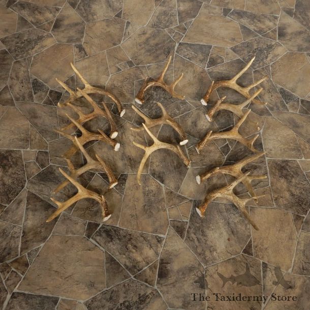 Whitetail Deer Antler Craft Pack For Sale #21332 @ The Taxidermy Store