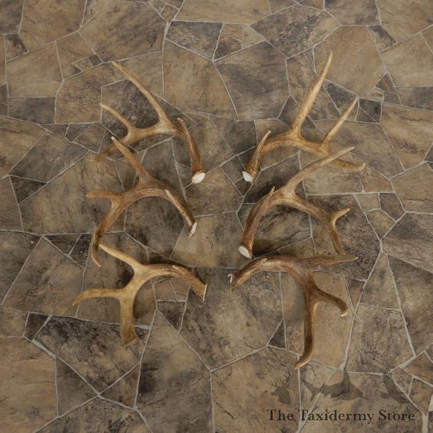 Whitetail Deer Antler Craft Pack For Sale #21333 @ The Taxidermy Store
