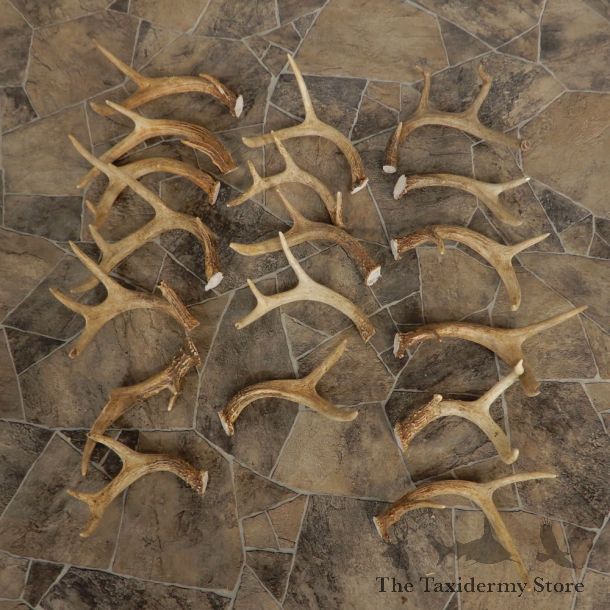 Whitetail Deer Antler Craft Pack For Sale #21334 @ The Taxidermy Store