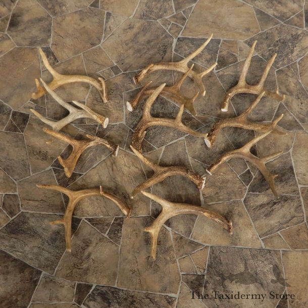 Whitetail Deer Antler Craft Pack For Sale #21335 @ The Taxidermy Store
