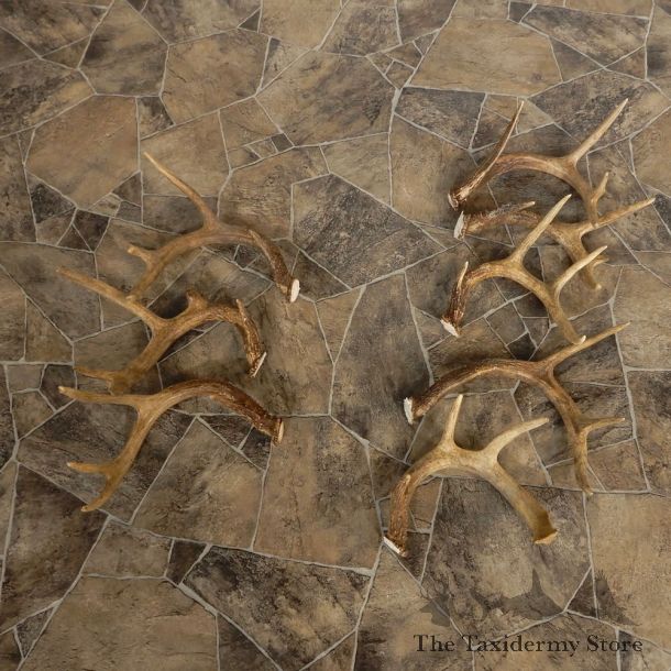 Whitetail Deer Antler Craft Pack For Sale #21338 @ The Taxidermy Store