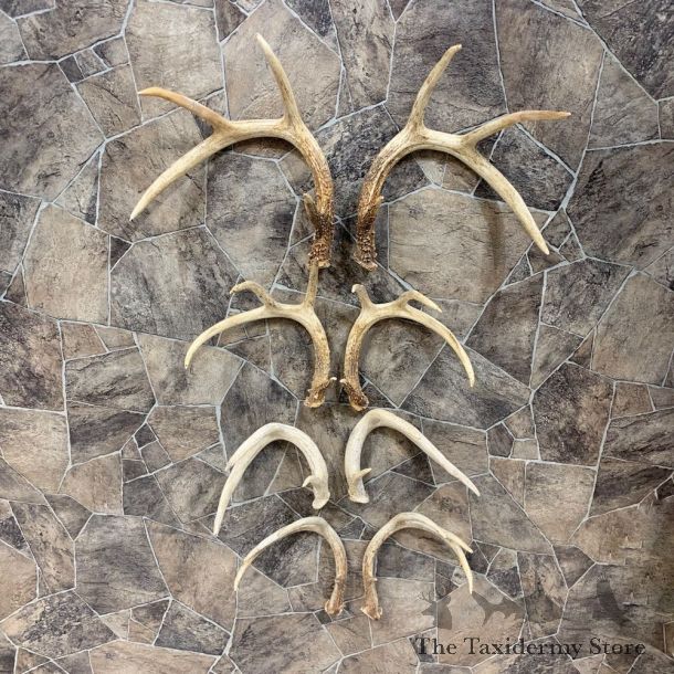 Whitetail Deer Antler Craft Pack For Sale #21819 @ The Taxidermy Store