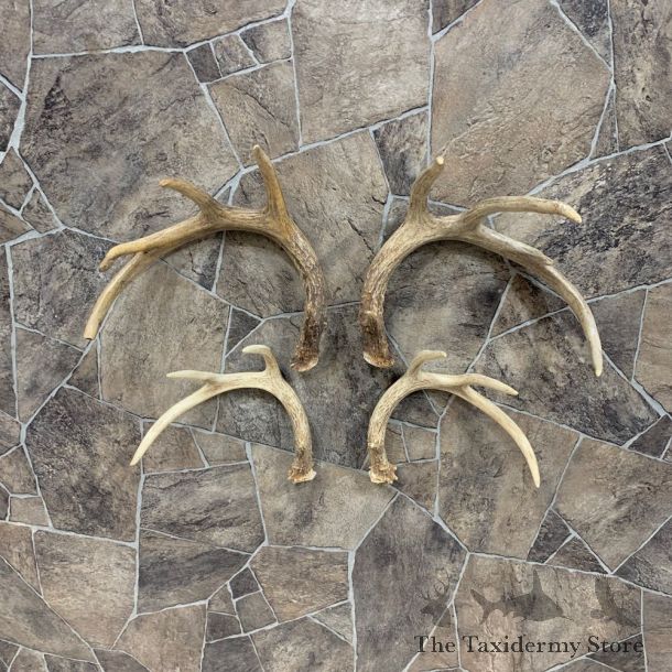 Whitetail Deer Antler Craft Pack For Sale #21823 @ The Taxidermy Store