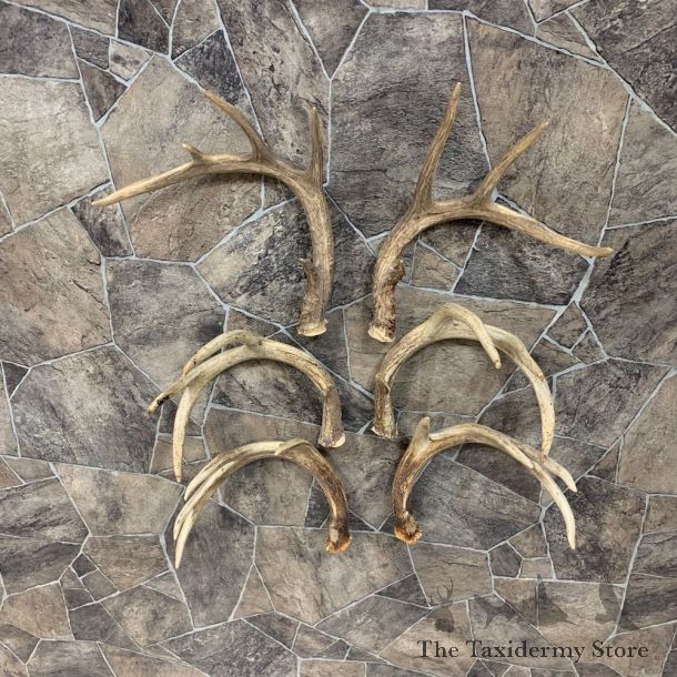 Whitetail Deer Antler Craft Pack For Sale #21824 @ The Taxidermy Store