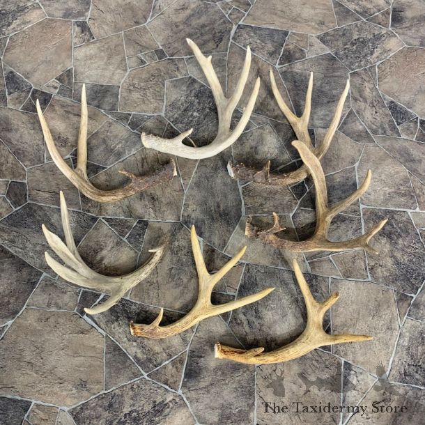 Whitetail Deer Antler Craft Pack For Sale #23013 @ The Taxidermy Store