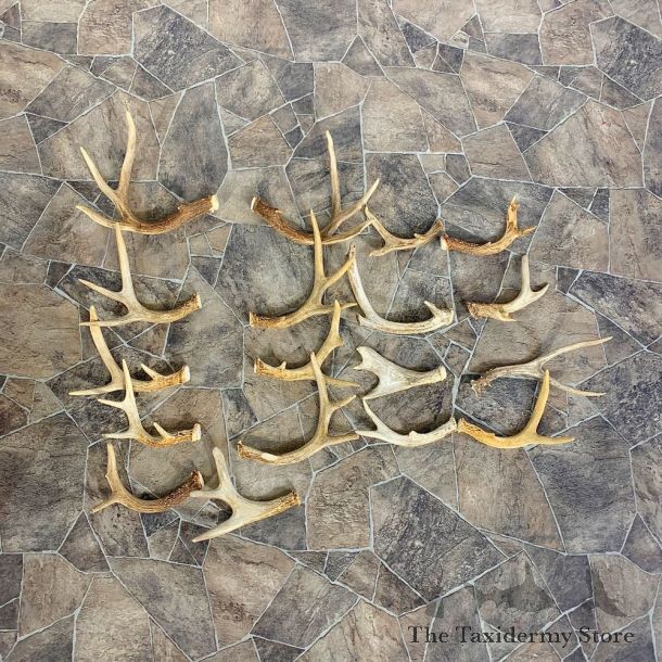 Whitetail Deer Antler Craft Pack For Sale #23015 @ The Taxidermy Store