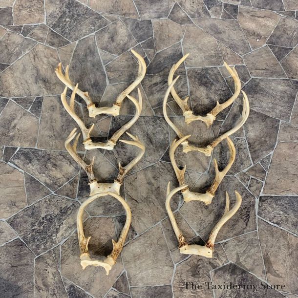 Whitetail Deer Antler Craft Pack For Sale #23039 @ The Taxidermy Store