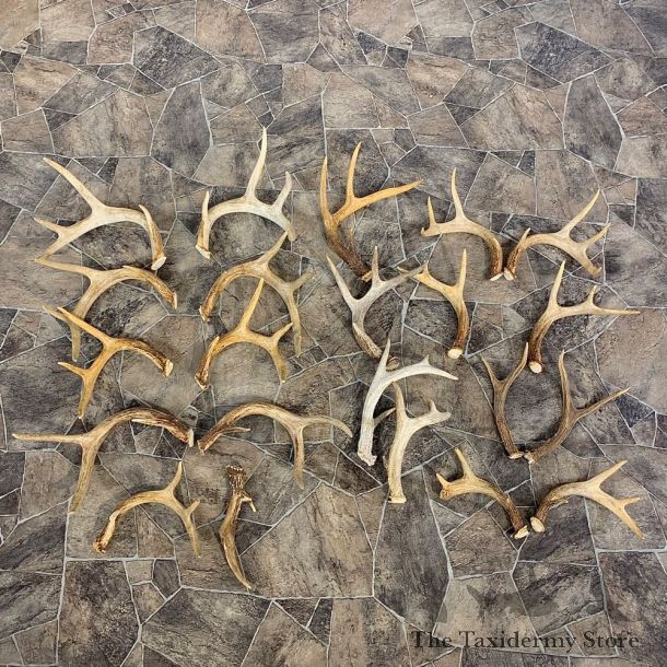 Whitetail Deer Antler Craft Pack For Sale #23041 @ The Taxidermy Store