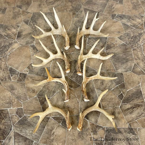 Whitetail Deer Antler Craft Pack For Sale #25105 @ The Taxidermy Store