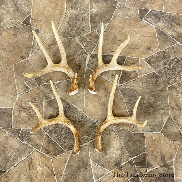 Whitetail Deer Antler Craft Pack For Sale #25107 @ The Taxidermy Store
