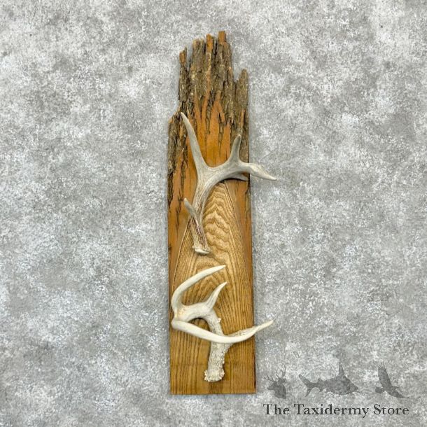 Whitetail Deer Antler Shed For Sale #15450 @ The Taxidermy Store