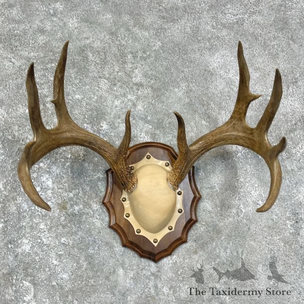 Whitetail Deer Antler Plaque Mount For Sale #25880 @ The Taxidermy Store