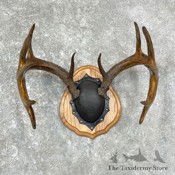 Whitetail Deer Antler Plaque Mount For Sale #25882 @ The Taxidermy Store