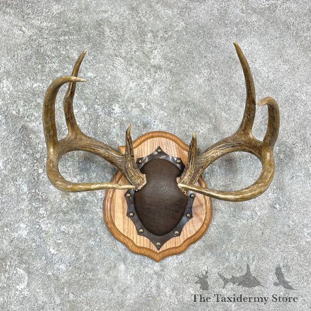 Whitetail Deer Antler Plaque Mount For Sale #25883 @ The Taxidermy Store