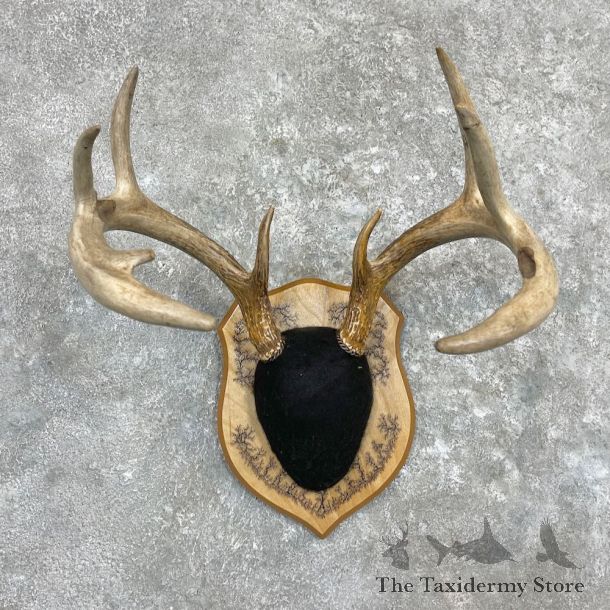 Whitetail Deer Antler Plaque For Sale #27305 @ The Taxidermy Store