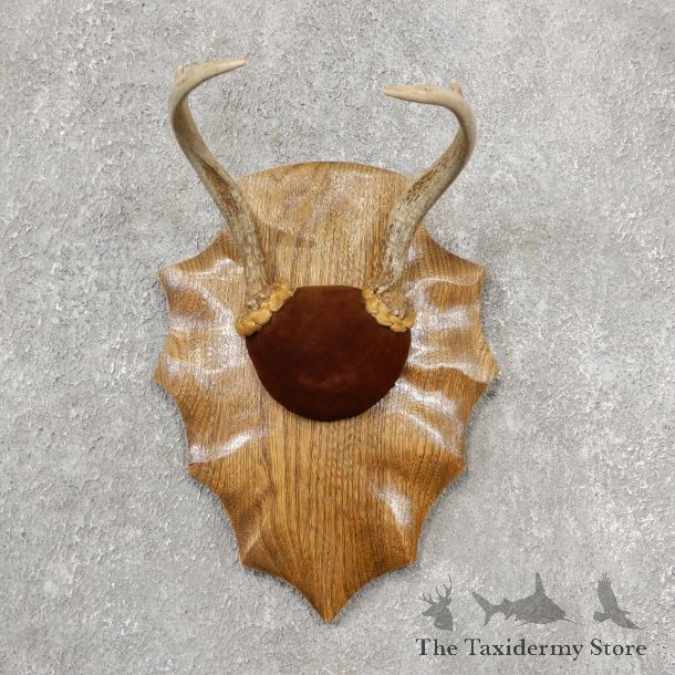 Whitetail Deer Antler Plaque Mount #19143 For Sale @ The Taxidermy Store