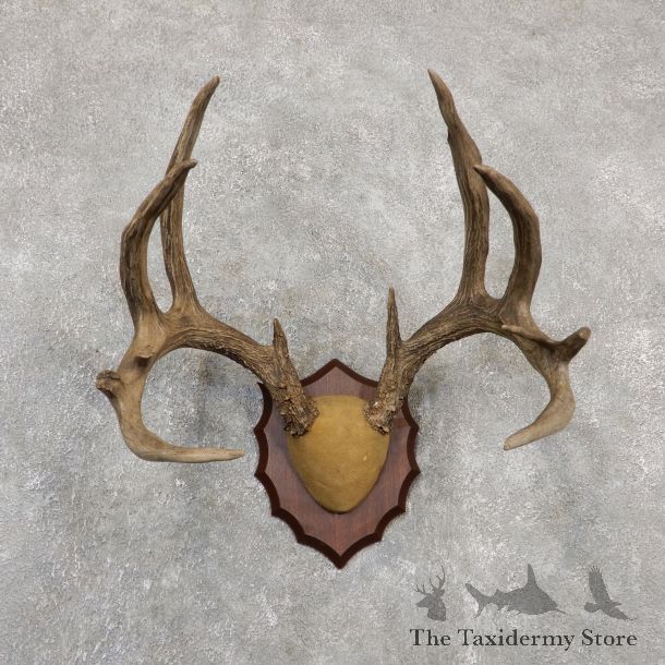 Whitetail Deer Antler Plaque Mount #20033 For Sale @ The Taxidermy Store