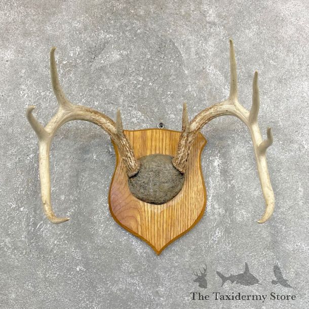 Whitetail Deer Antler Plaque Mount #24254 For Sale @ The Taxidermy Store