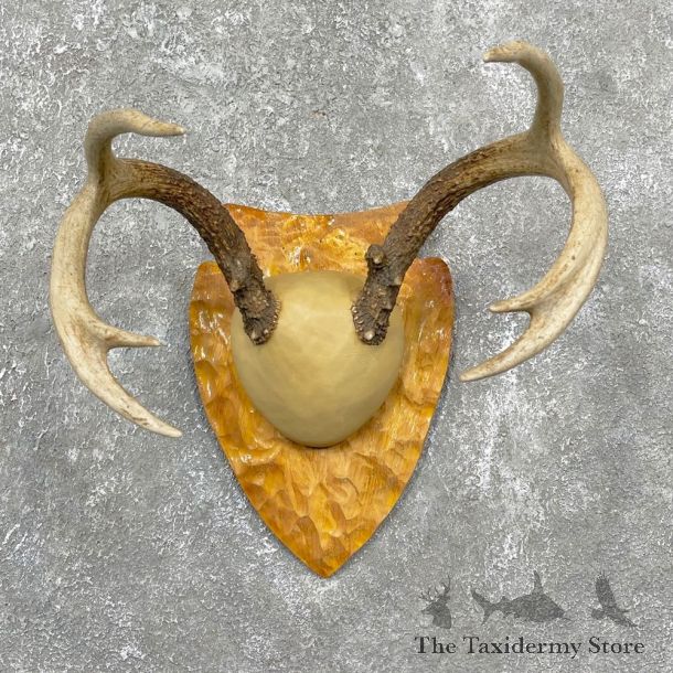 Whitetail Deer Antler Plaque Mount #24467 For Sale @ The Taxidermy Store