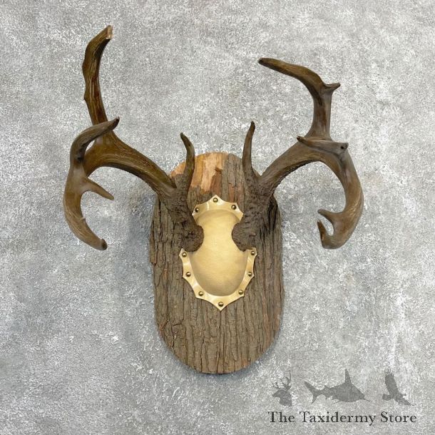 Whitetail Deer Antler Plaque Mount #24544 For Sale @ The Taxidermy Store