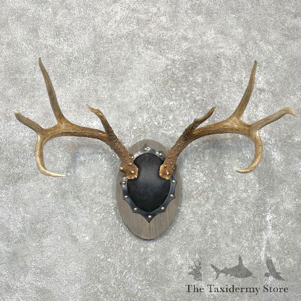Whitetail Deer Antler Plaque Mount #24548 For Sale @ The Taxidermy Store