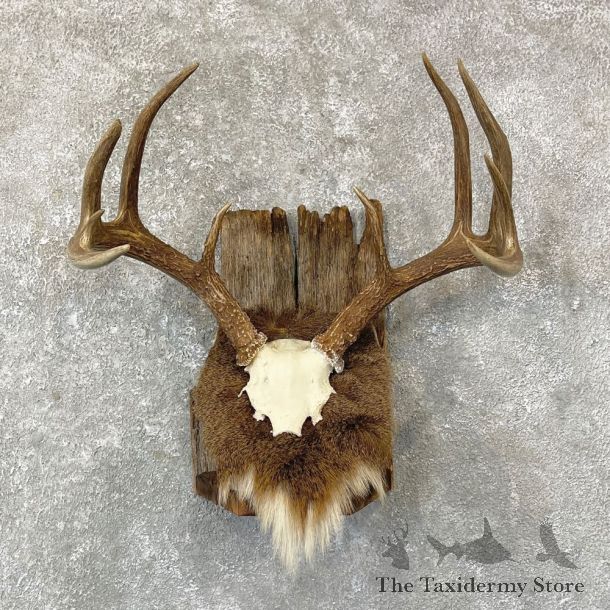 Whitetail Deer Antler Plaque Mount #24736 For Sale @ The Taxidermy Store