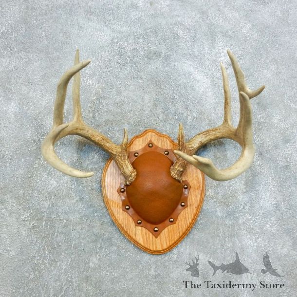 Whitetail Deer Antler Plaque Mount For Sale #18413 @ The Taxidermy Store