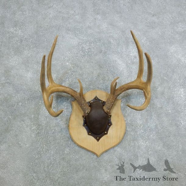 Whitetail Deer Antler Plaque Mount For Sale #18417 @ The Taxidermy Store