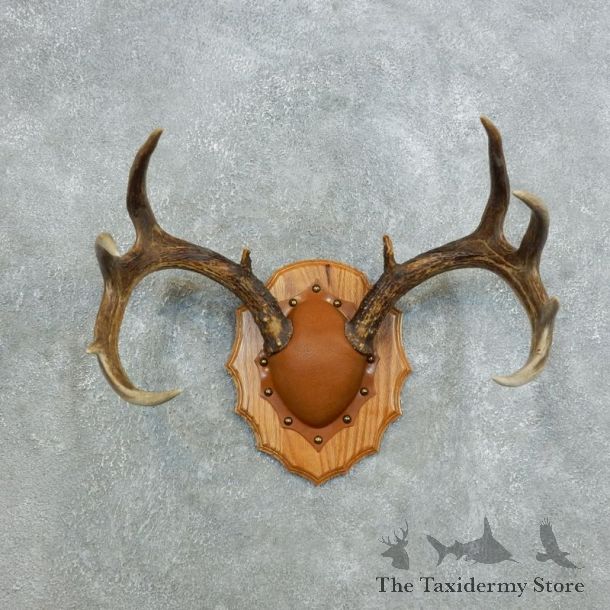 Whitetail Deer Antler Plaque Mount For Sale #18424 @ The Taxidermy Store