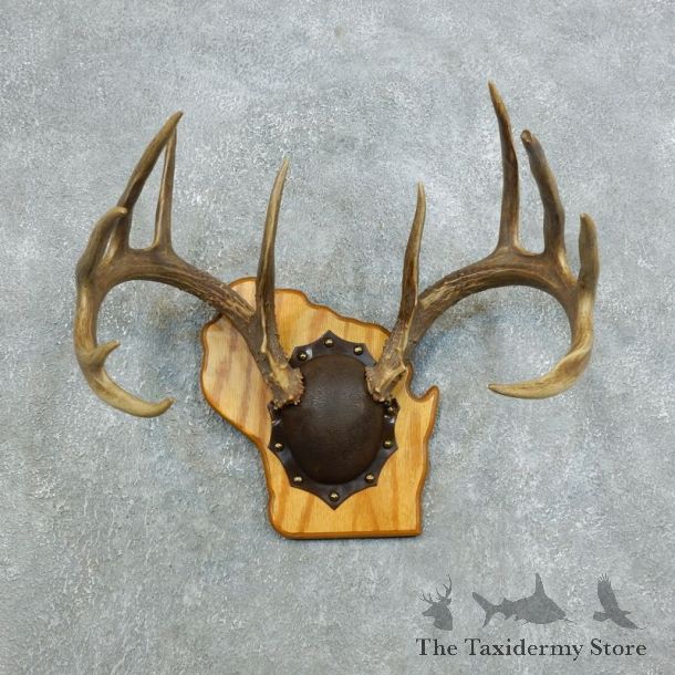 Whitetail Deer Antler Plaque Mount For Sale #18426 @ The Taxidermy Store
