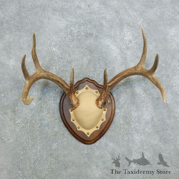 Whitetail Deer Antler Plaque Mount For Sale #18427 @ The Taxidermy Store